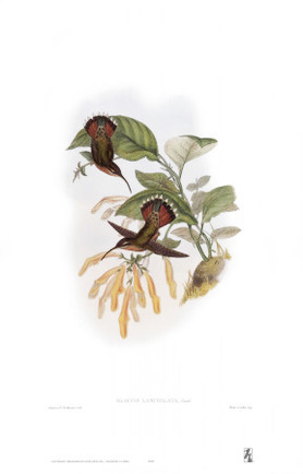 Glaucis Lanceolata, Hummingbirds