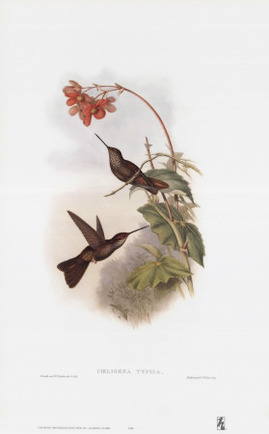Coeligena Typica, Hummingbirds