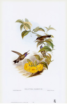 Delattria Clemenciae, Hummingbirds