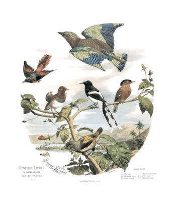 Asian Birds