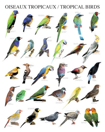 Tropical Birds