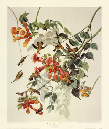 Ruby-Throated Hummingbird
