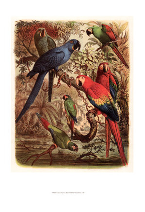 Tropical Birds III