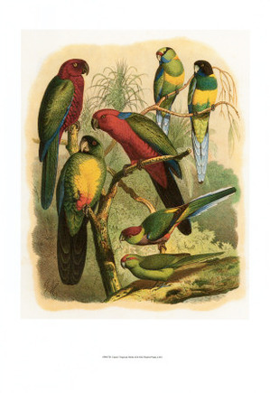 Tropical Birds II