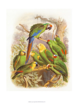 Tropical Birds I