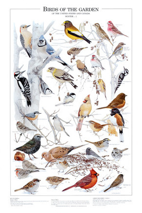Birds of the Garden Winter I