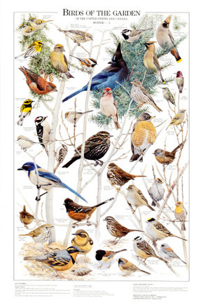 Birds of the Garden Winter II