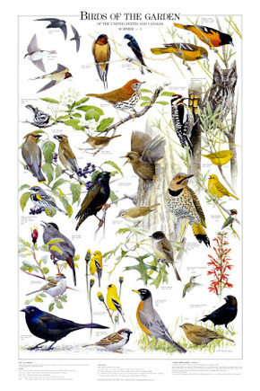 Birds of the Garden Summer